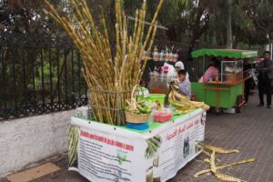 Cukrová třtina na lisovaný džus